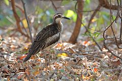 Bush Thick-knee